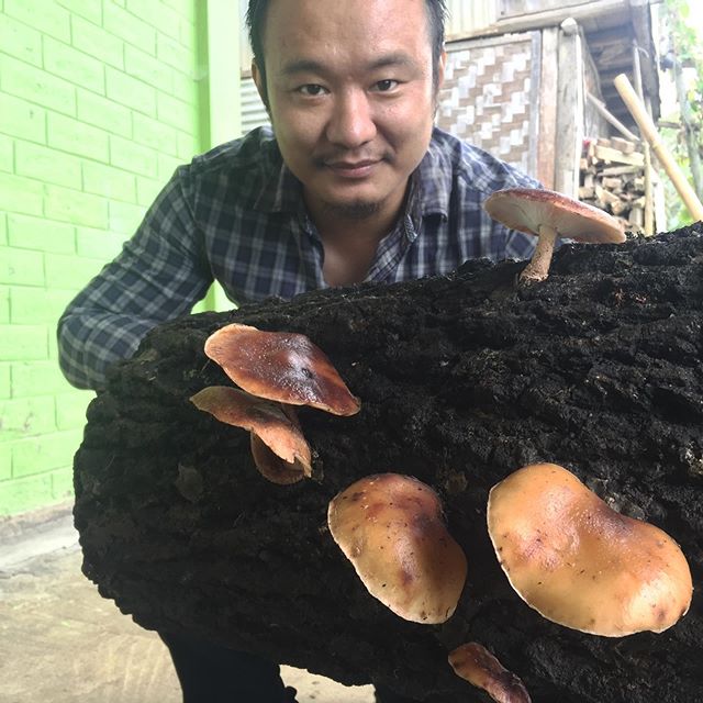 Young scientist grows organic shiitake mushrooms in Nagaland